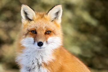 Wandcirkels Vos Rode vos alert in wilde natuur  © rtaylorimages