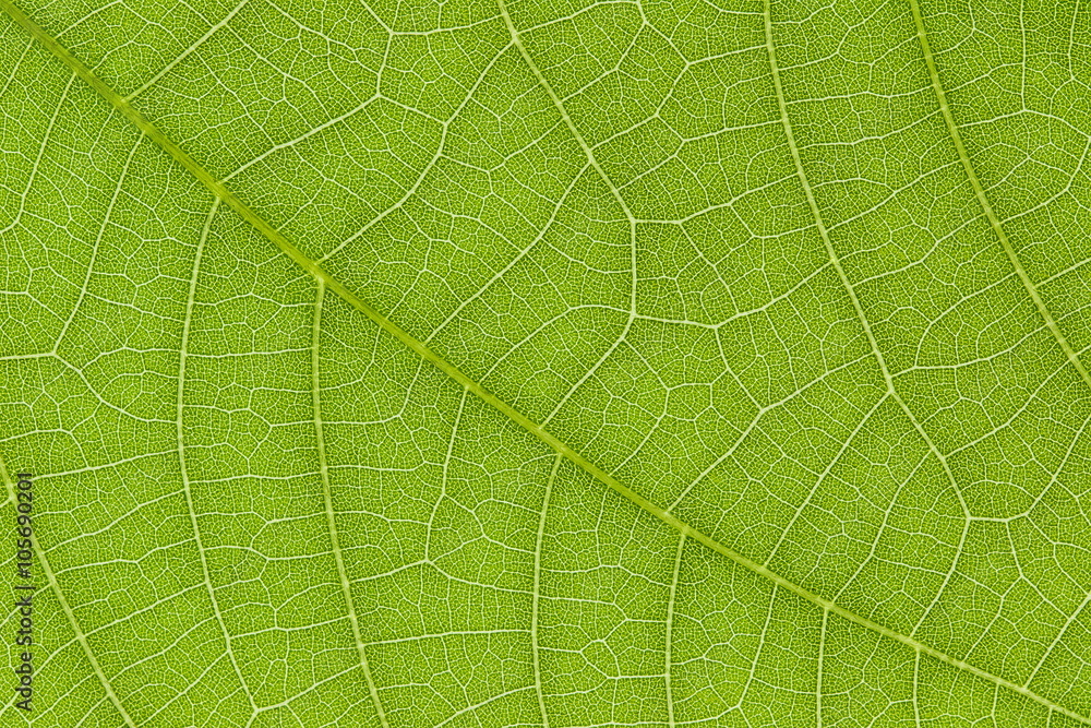 Green leaf texture for pattern and background Green leaf texture for pattern and background