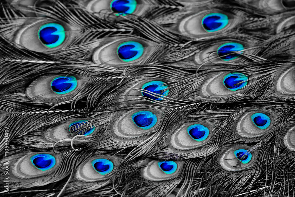 Obraz premium peacock feather