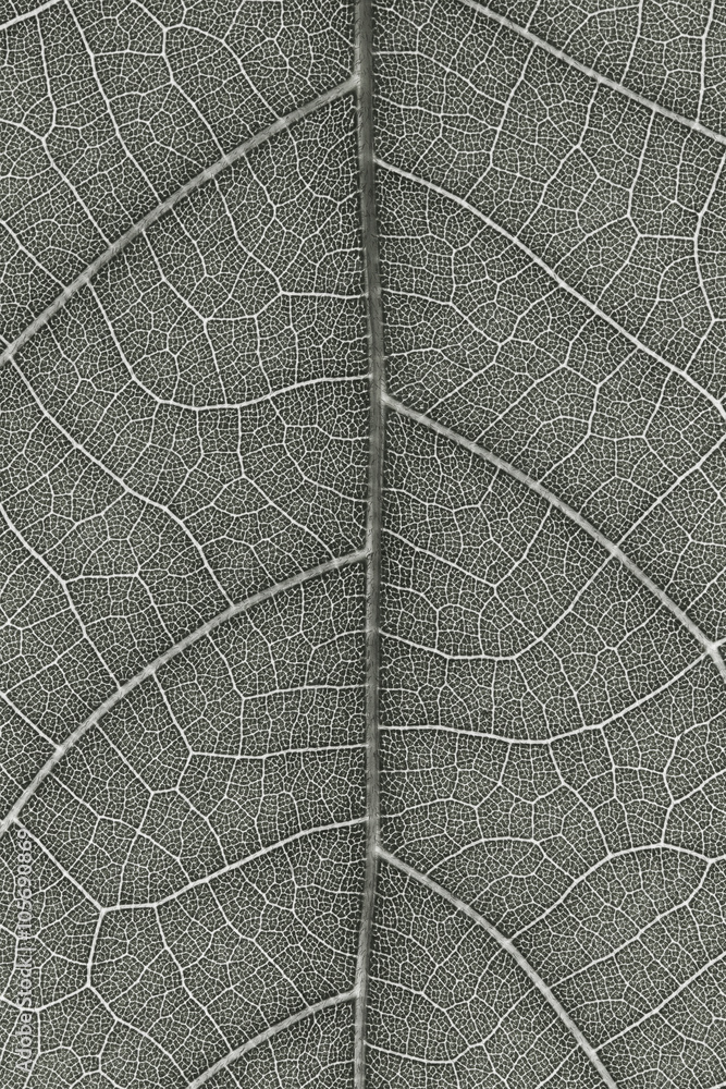 Obraz premium Leaf texture for pattern