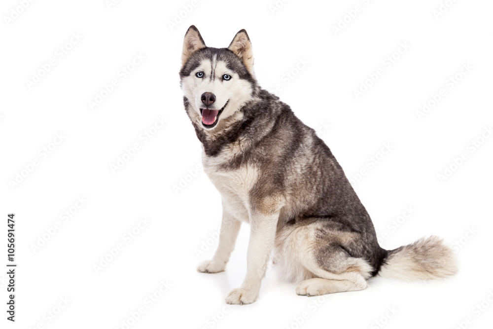 Siberien husky dog in studio Siberien husky dog in studio