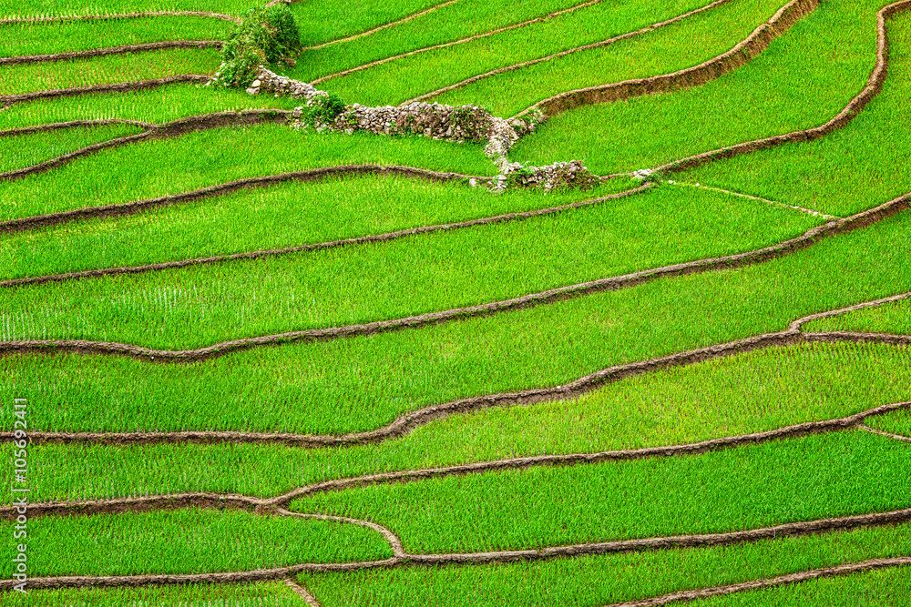 Rice field terraces Rice field terraces