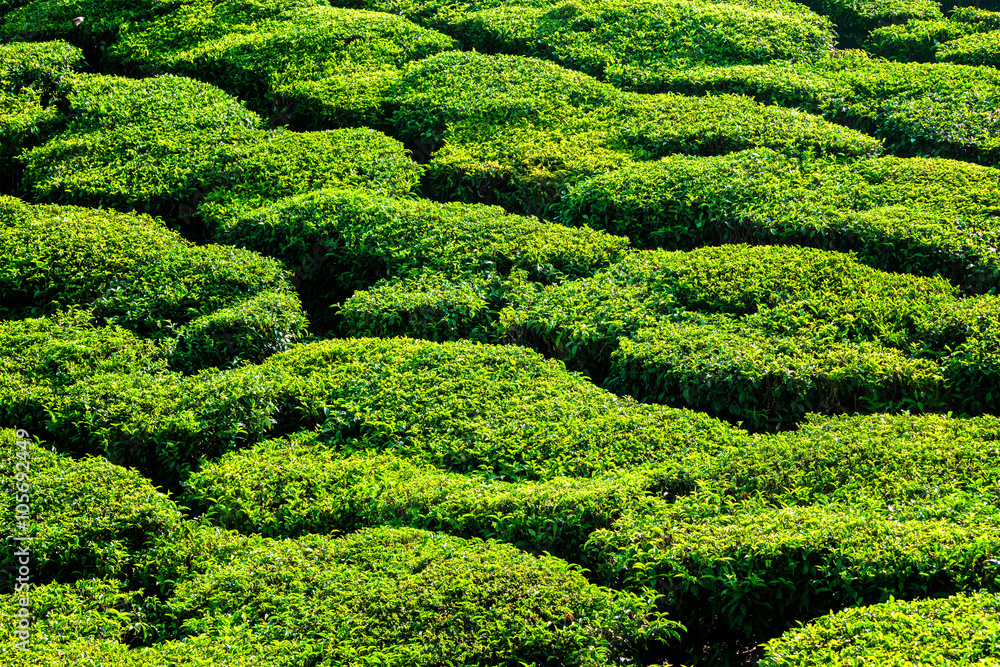 Green teal plantations close up