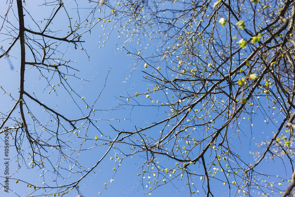 Abstract spring background. Tree branches with green buds. Clear blue sky. Abstract spring background. Tree branches with green buds. Clear blue sky.