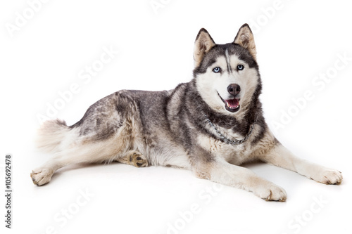 Siberien husky dog in studio