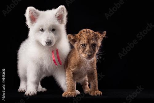 little lion cub and white puppy 