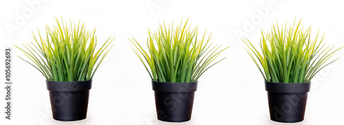 tree pot of grass on white background