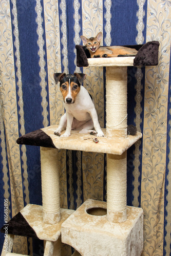 Abyssinian kitten and Jack Russell terrier on cat Climbing frame
