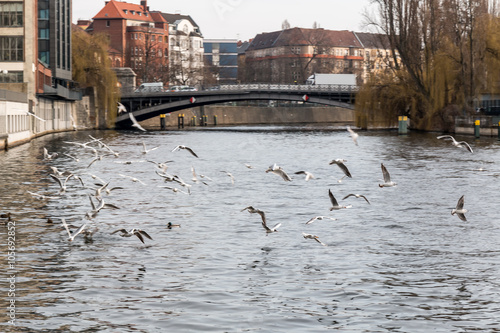 birds flying in the river
