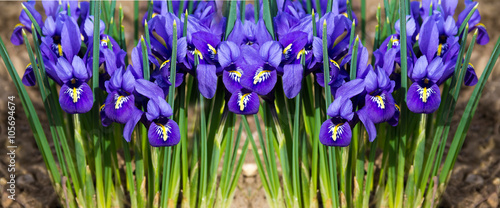 Fototapeta Naklejka Na Ścianę i Meble -  morning flower iris park  header