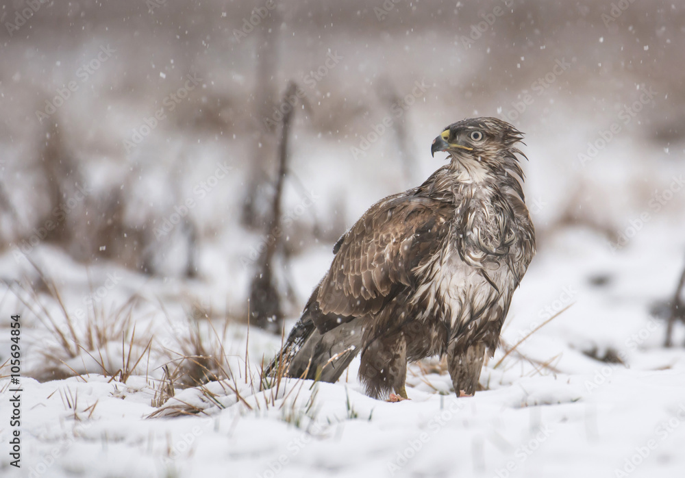 Fototapeta premium Common buzzard (Buteo buteo)