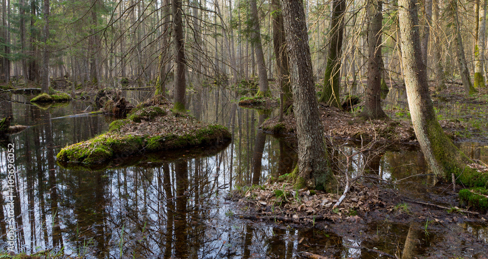 Springtime wet mixed forest with standing water