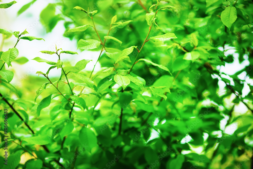 Bright green leaves with soft focus and blurred background. Fresh green foliage. Very shallow depth of field. Selective focus. Bright green leaves with soft focus and blurred background. Fresh green foliage. Very shallow depth of field. Selective focus.