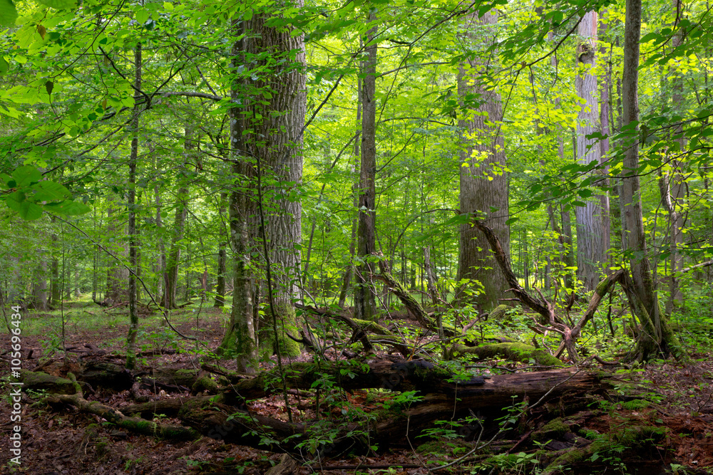 Obraz premium Deciduous stand in summer with broken trees