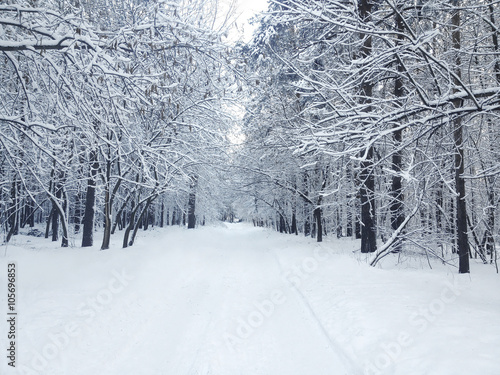 Beautiful winter covered snow forest in cold snowy day