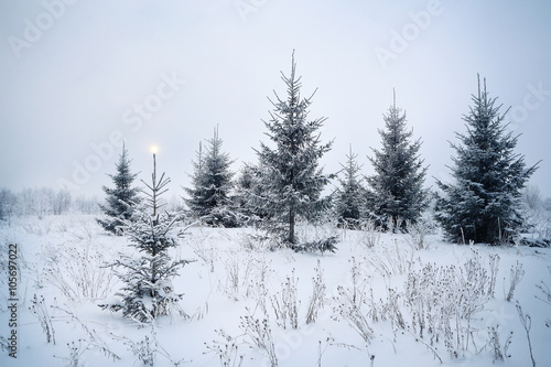 winter landscape, fir forest in frost and traces of animals on the snow © kichigin19