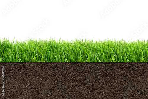 green grass with in soil isolated on white background