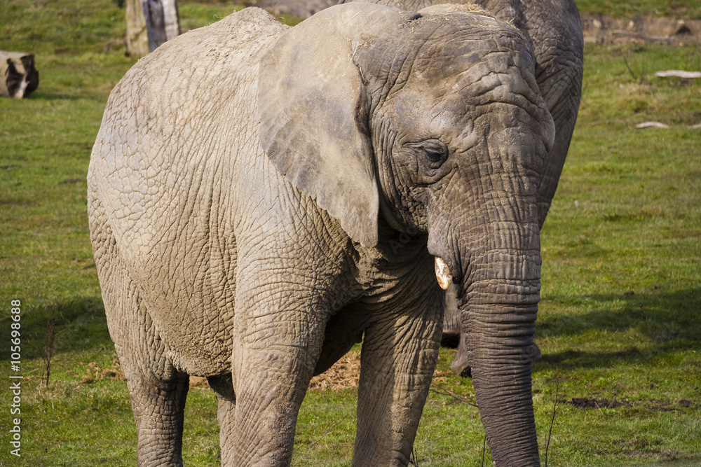 african  elephant 