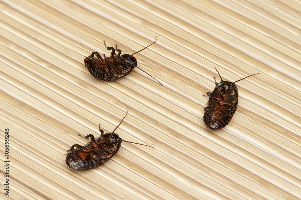 Foto de three killed cockroach on the floor in an apartment house