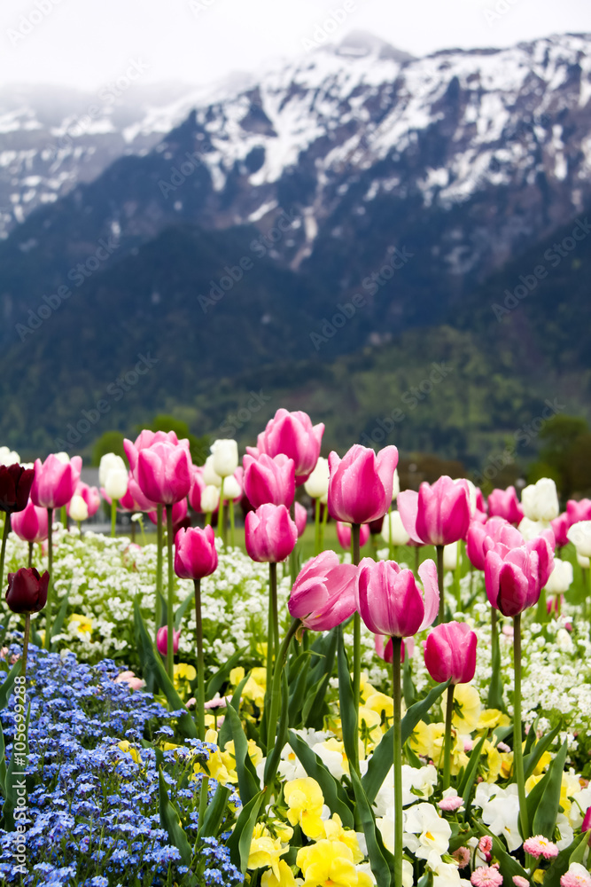Fototapeta premium Field of Colorful tulips with snow mountains in background
