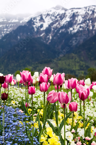 Fototapeta Naklejka Na Ścianę i Meble -  Field of Colorful tulips with snow mountains in background