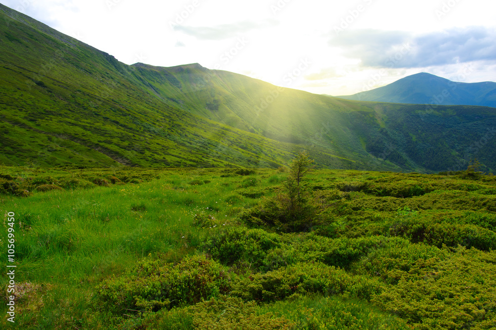 Mountain landscape in summer