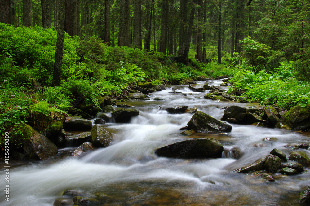 Obraz premium Mountain river in forest.