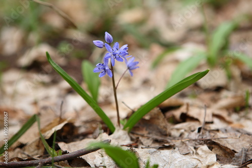 Two-leaf squill - first flower of spring