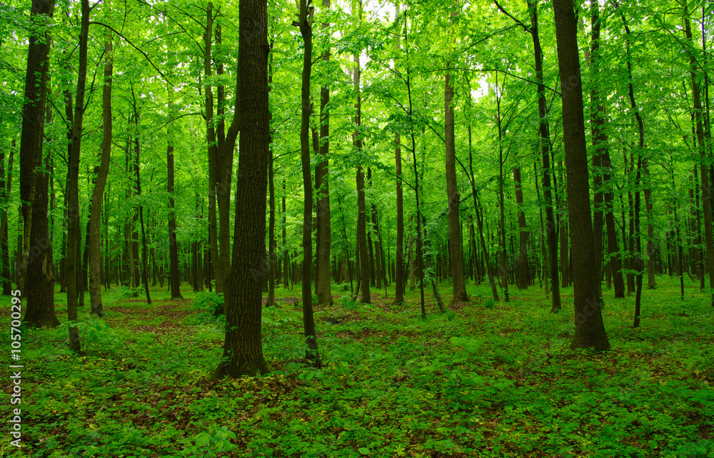 Fototapeta premium piękny zielony las