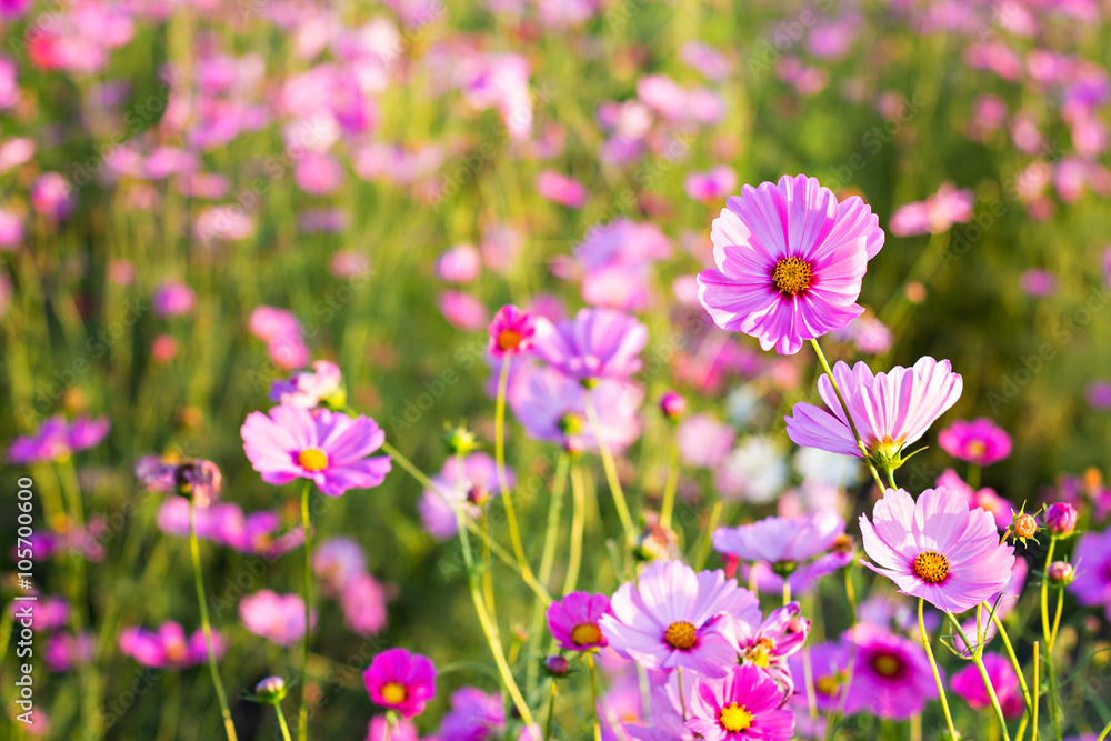 Cosmos flowers in the garden