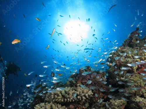 沖縄の海 小魚戯れるサンゴ礁