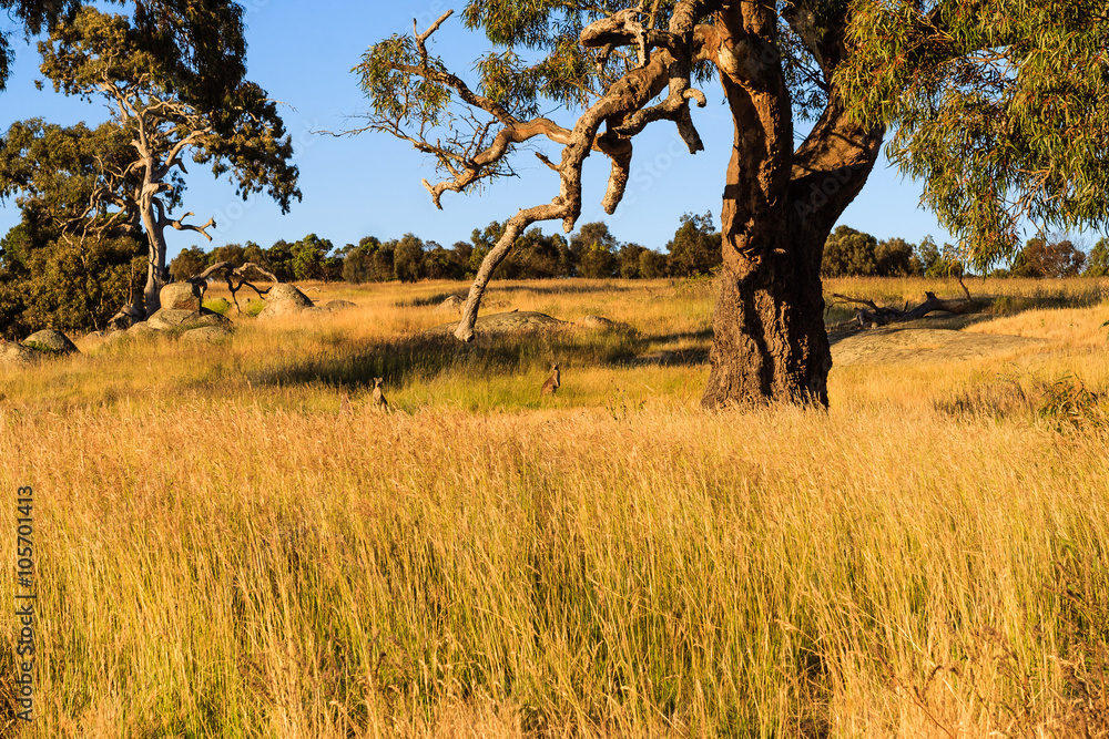 The bush, Near Melbourne, Australia