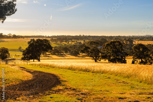 The bush, Near Melbourne, Australia