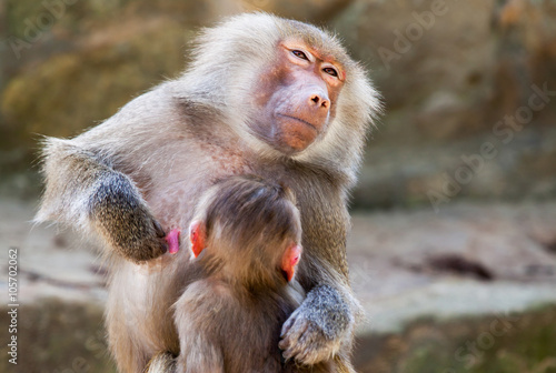 milk drinking ape child on his mother