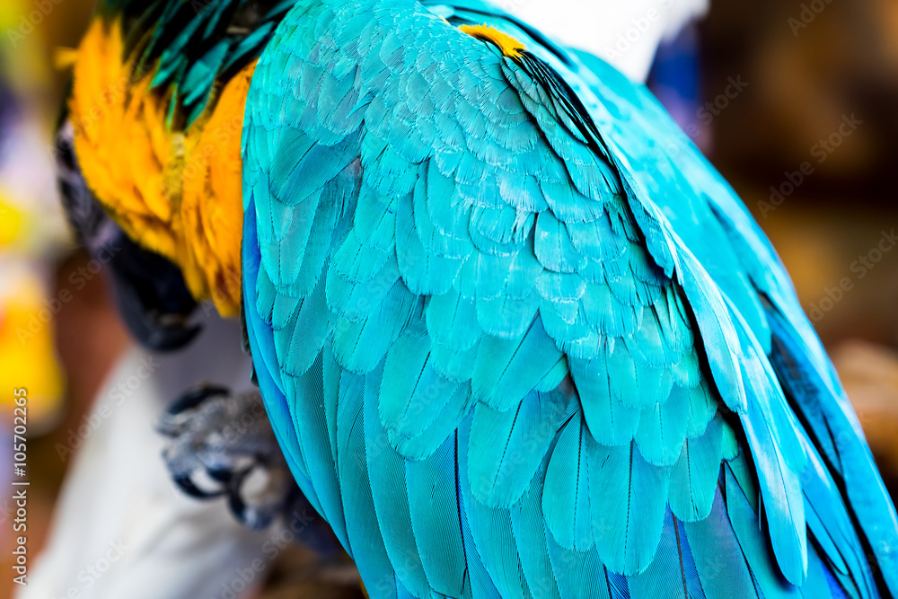 Fototapeta premium close upMacaw Parrot