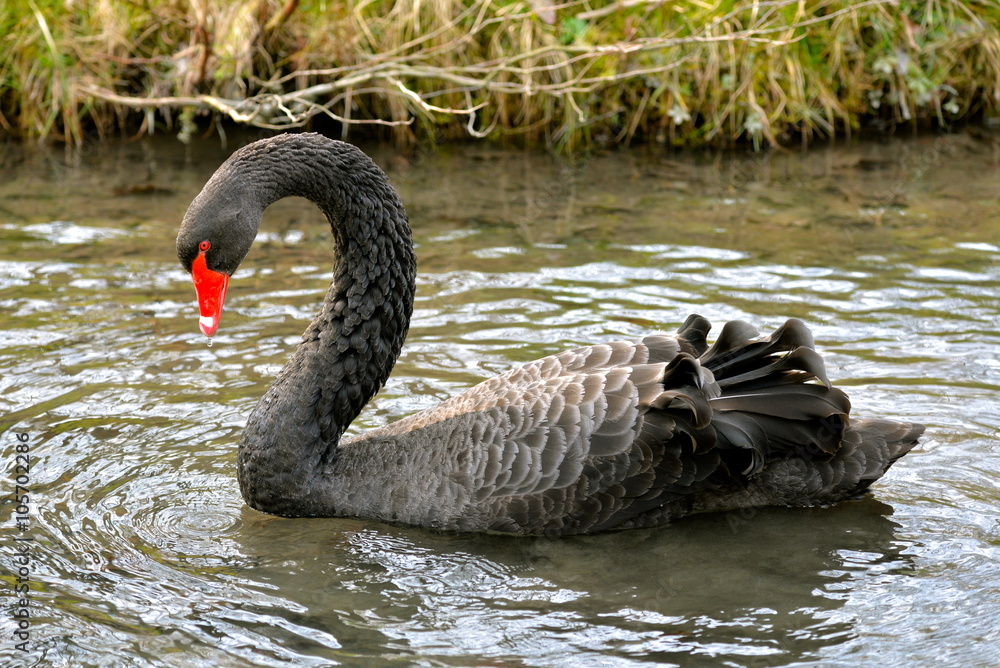 Obraz premium Cygne noir