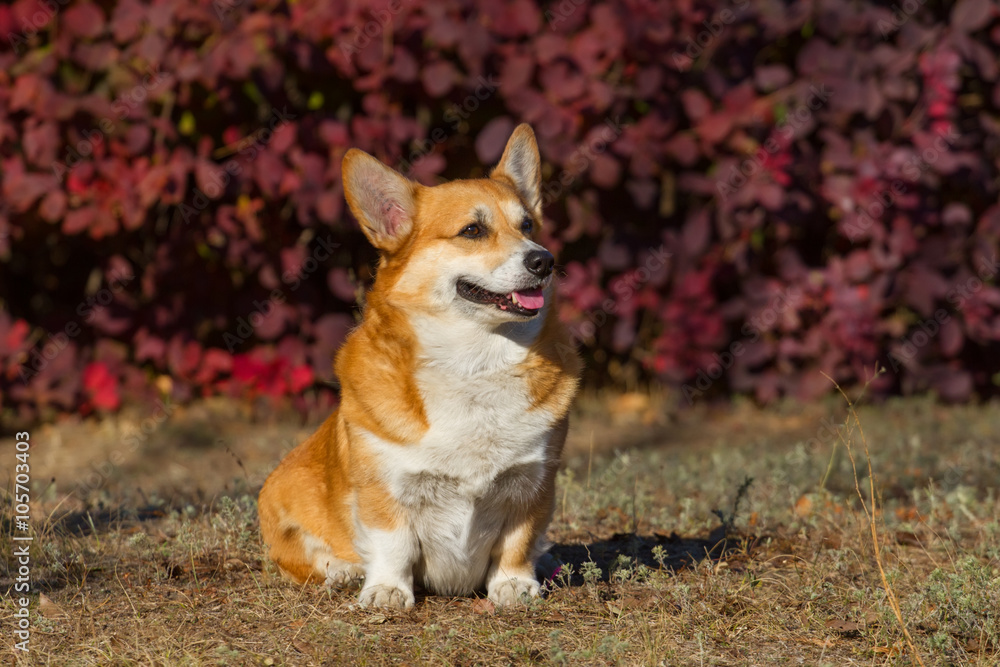 Red corgi pembroke dog in autumn park Red corgi pembroke dog in autumn park