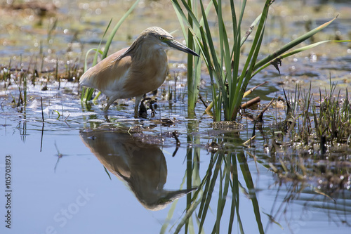 Squacco Heron hunting for food among reeds and water