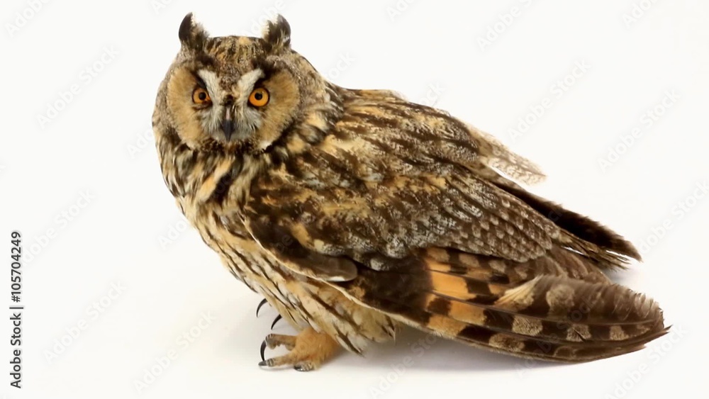 marsh owl on the white screen marsh owl on the white screen