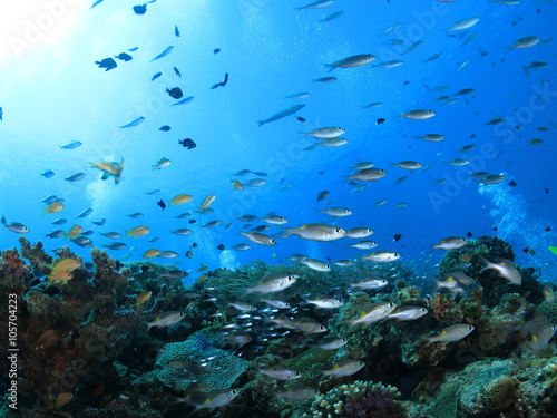  沖縄の海 小魚戯れるサンゴ礁 阿嘉島
