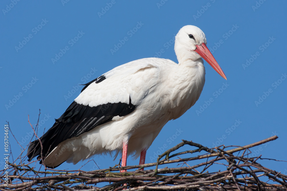Weißstorch (Ciconia ciconia) Weißstorch (Ciconia ciconia)
