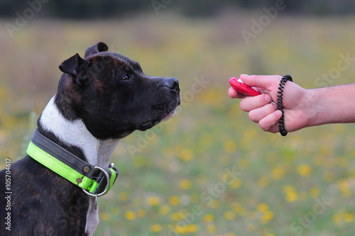 Staffordshire bull terrier and clicker