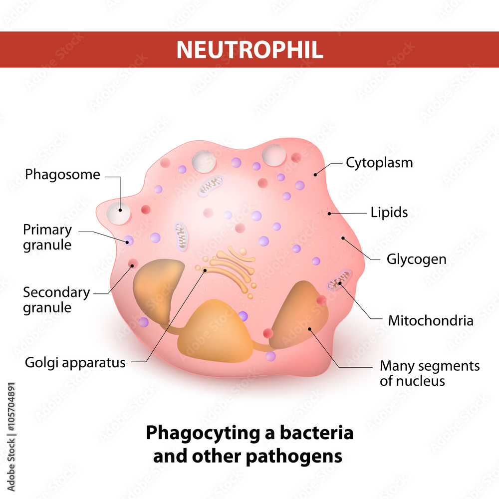 Obraz premium Neutrophil granulocytes