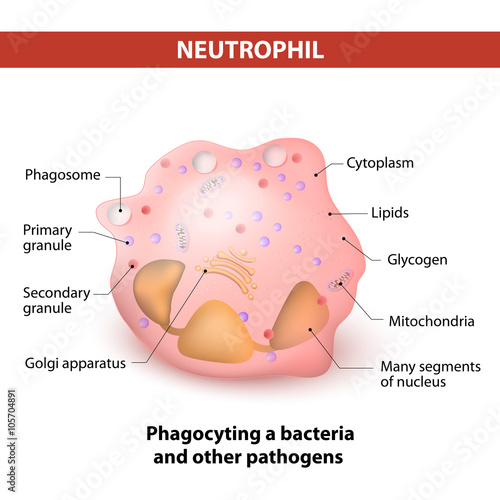 Neutrophil granulocytes