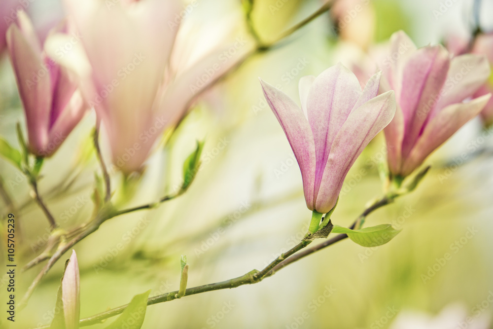 Fototapeta premium Magnolien