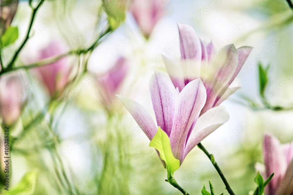 Fototapeta premium Magnolien