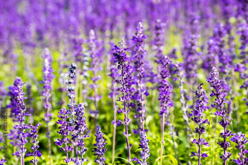 Obraz premium Lavender flower close up in a field
