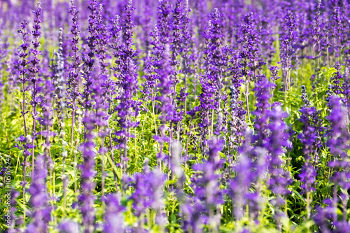 Lavender flower close up in a field