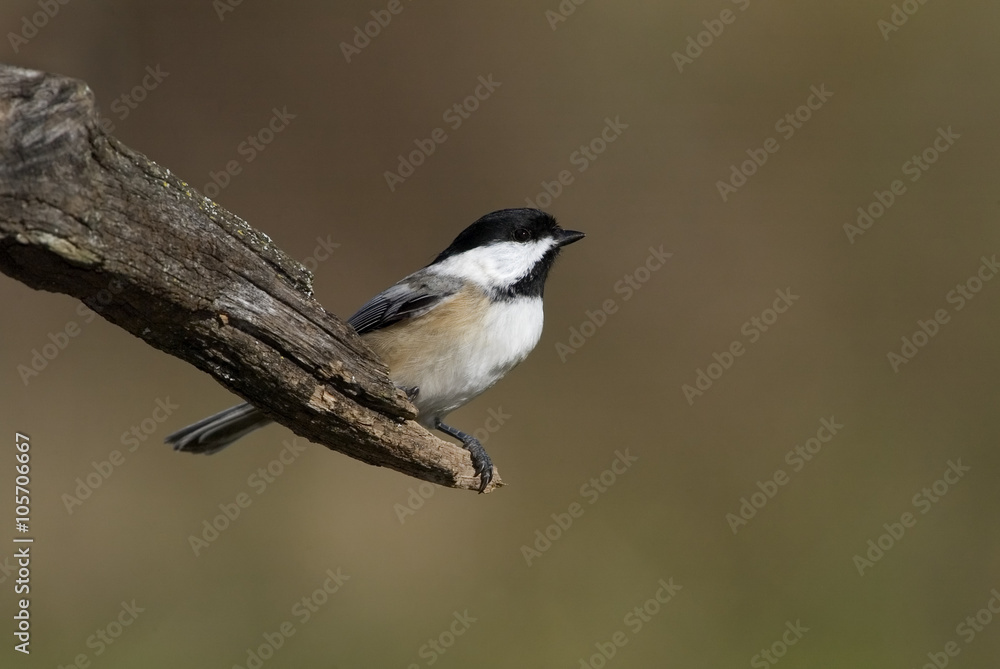 Black capped Chickadee (Parus atricapillus) Black capped Chickadee (Parus atricapillus)