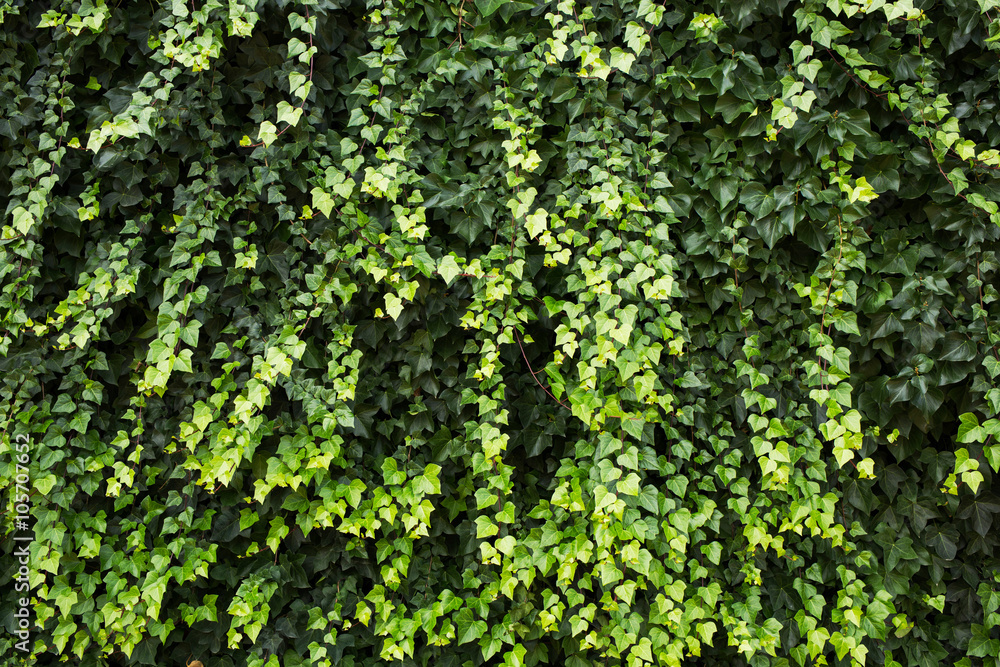 Ivy background